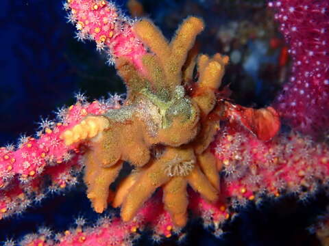 Image of Turbicellepora avicularis (Hincks 1860)