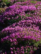 Image of timberline beardtongue