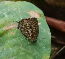 Image de Arhopala dispar