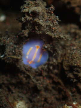 Image de Mexichromis trilineata (A. Adams & Reeve 1850)