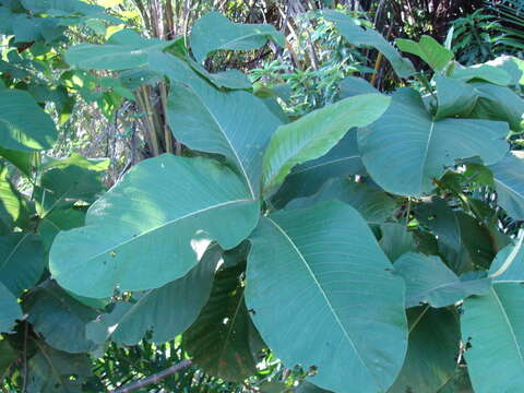 Triplaris melaenodendron (Bertol.) Standl. & Steyerm. resmi