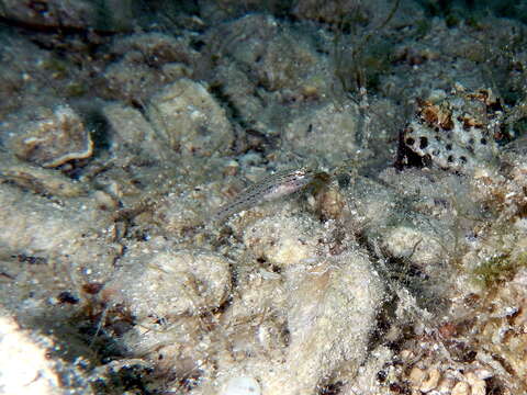 Image of Sarato's Goby