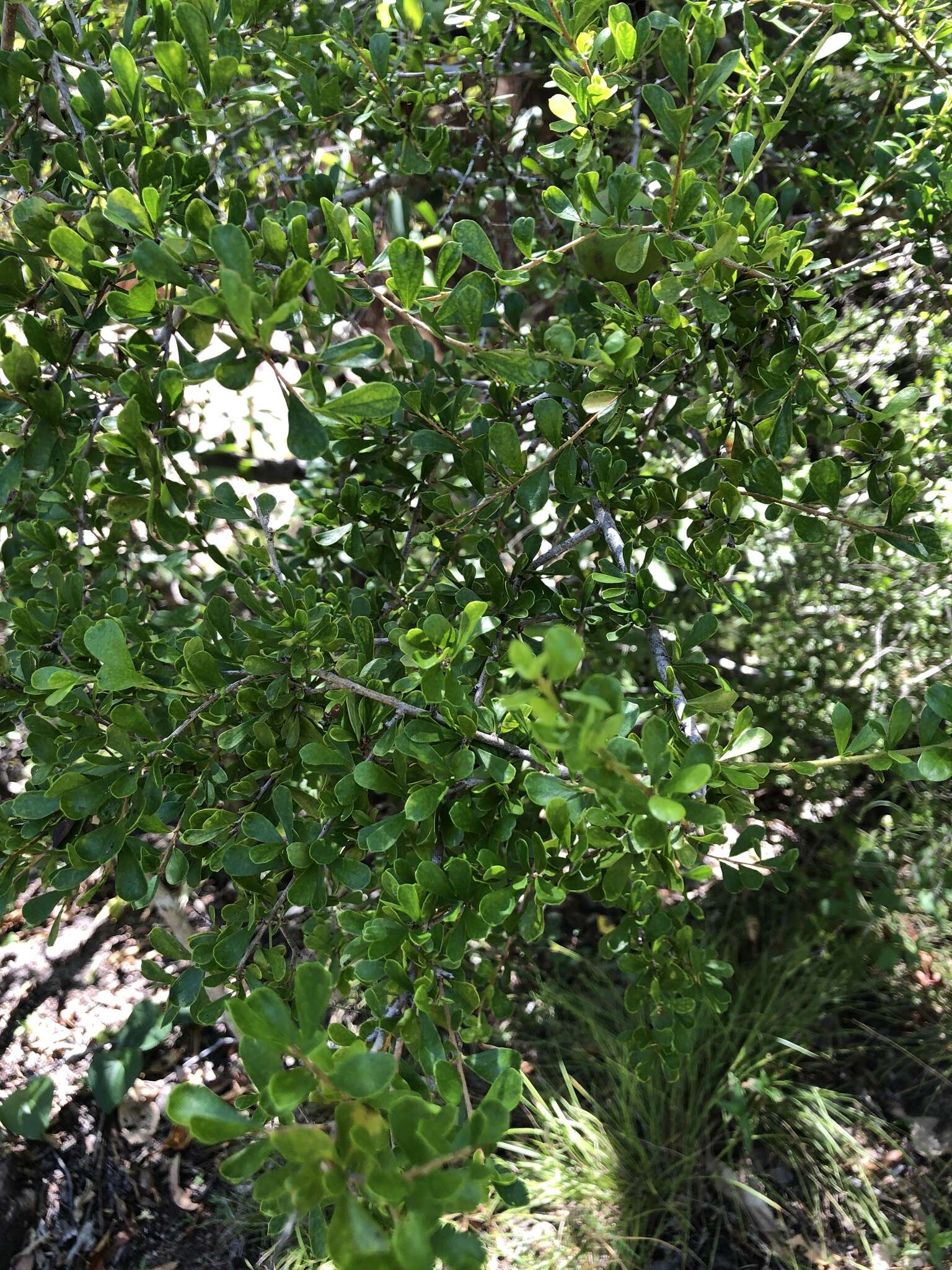 Image of Pittosporum spinescens (F. Müll.) L. W. Cayzer, M. D. Crisp & I. R. H. Telford