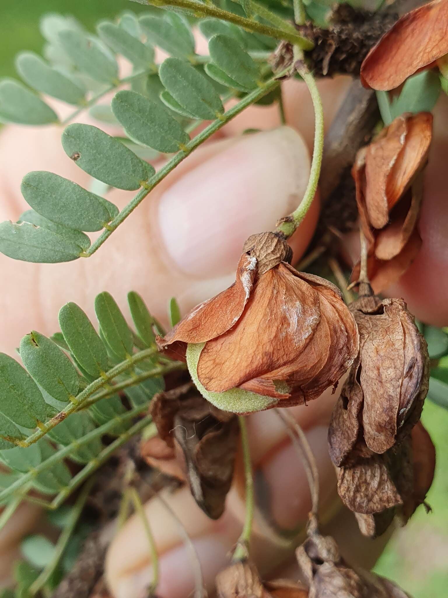 Image of Caterpillar bush