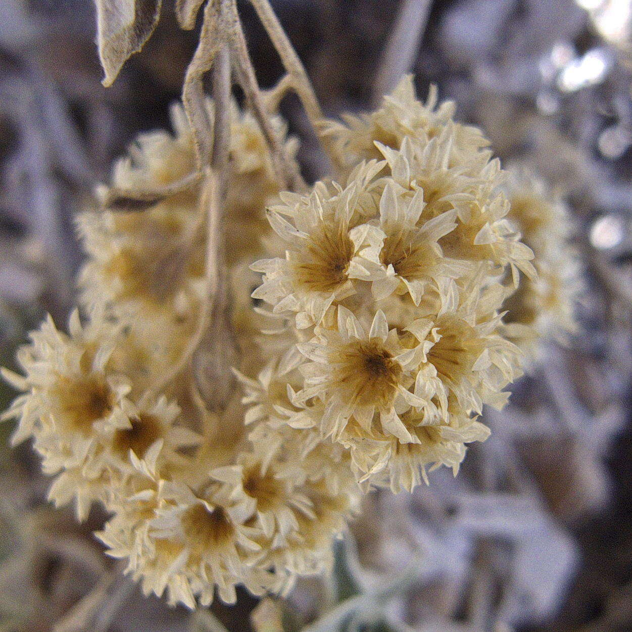 Слика од Helichrysum sutherlandii Harv.