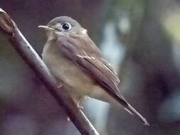 Image of Brown-breasted Flycatcher