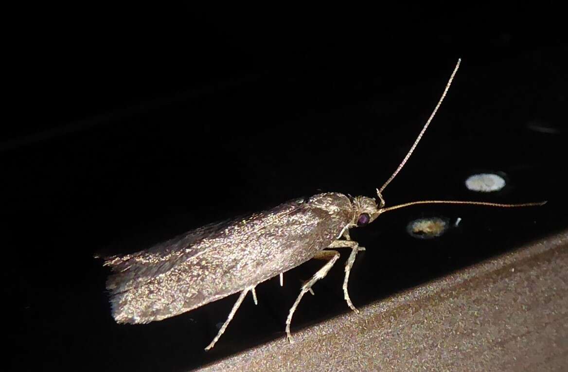 Image of Phaeosaces apocrypta