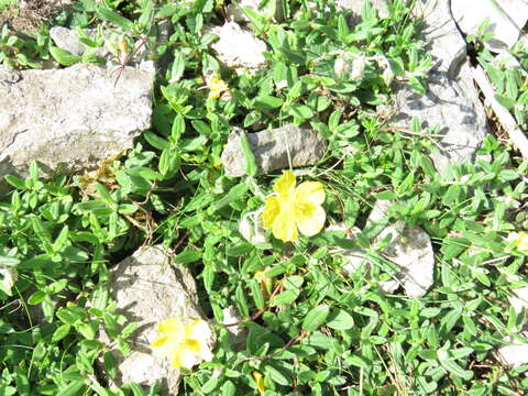 Image of Helianthemum nummularium subsp. nummularium