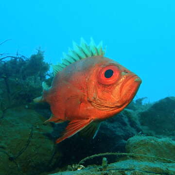 Image of Popeye catalufa