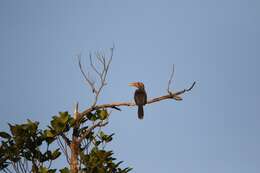 Image of Malabar Grey Hornbill