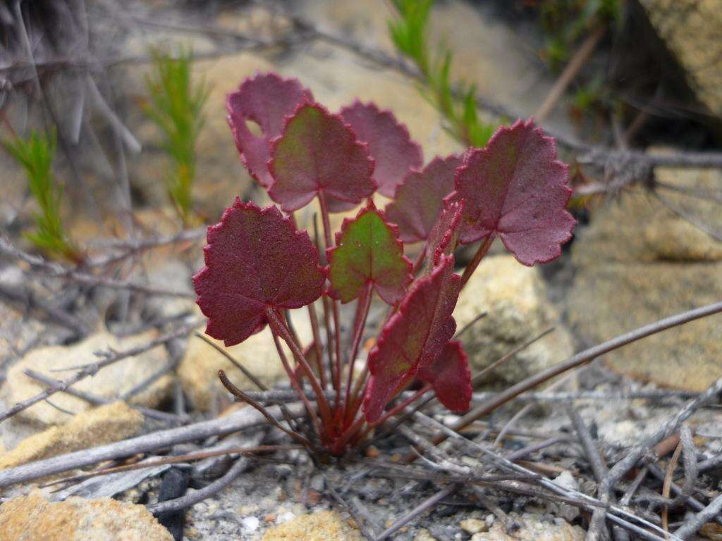 Image of Pelargonium setulosum Turcz.