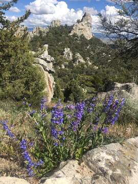 Image of Wasatch beardtongue