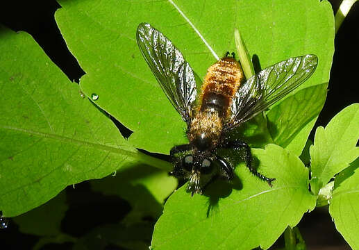 Image of Laphria sericea Say 1823