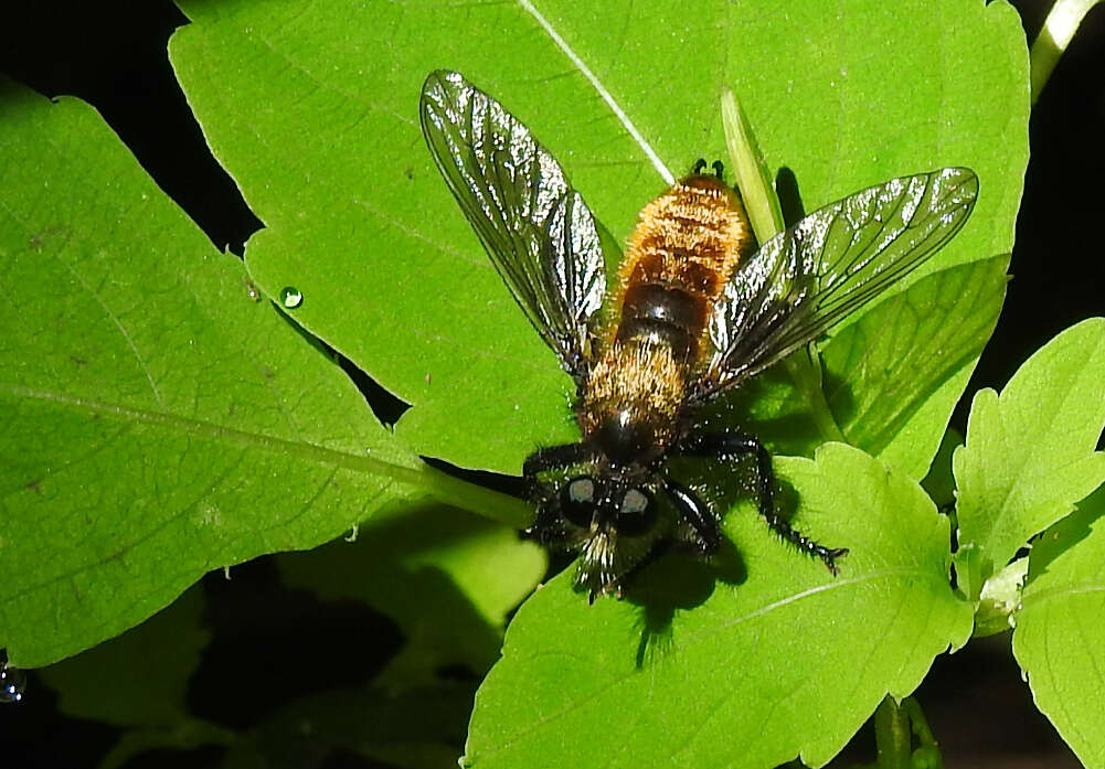 Image of Laphria sericea Say 1823