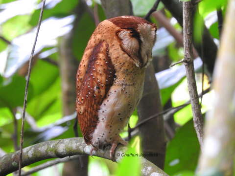 Image of Sri Lanka Bay Owl