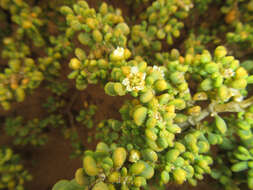 Image of Tetraena clavata (Schltr. & Diels) Beier & Thulin