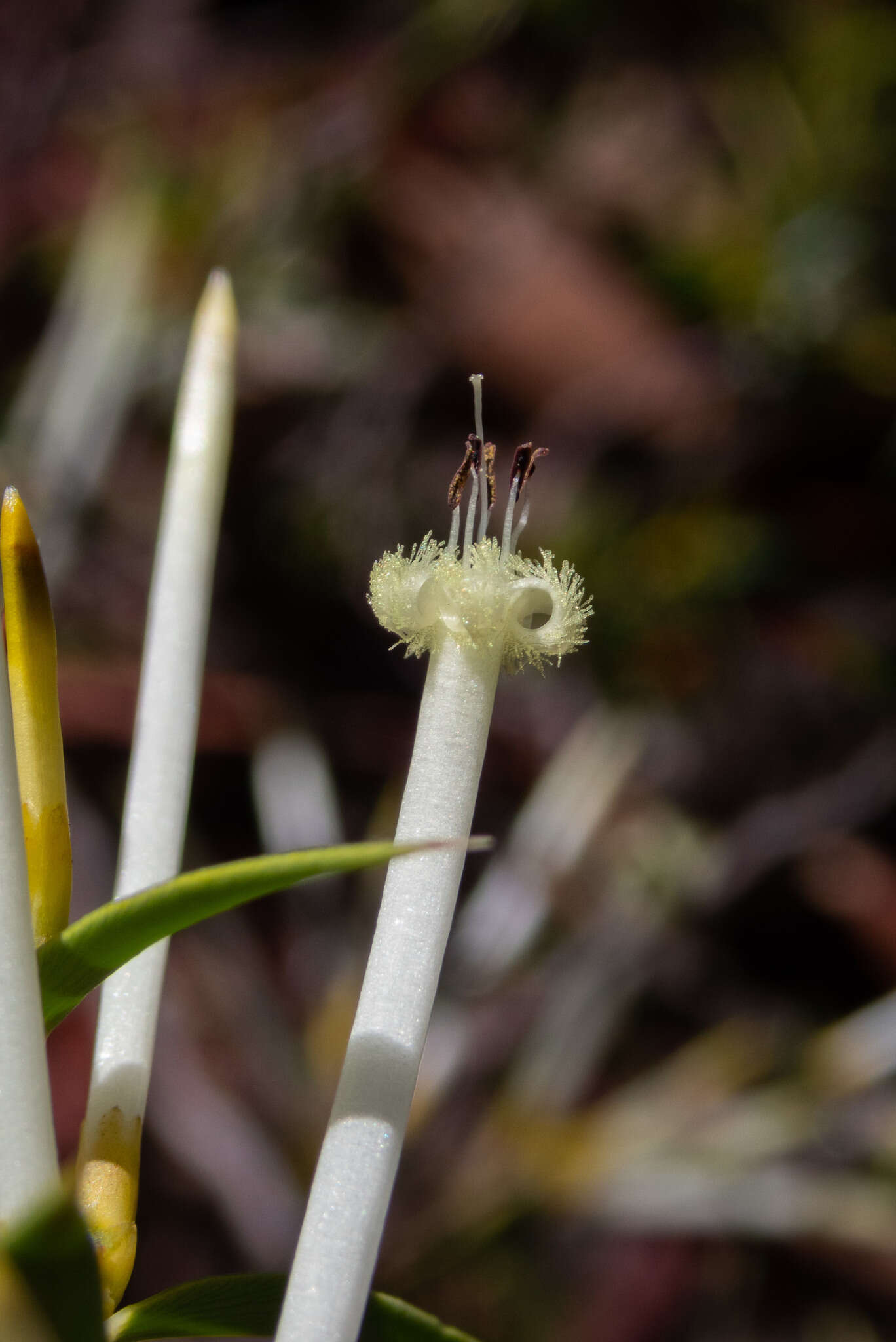 Image de Styphelia tenuiflora Benth.