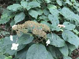 Image of Hydrangea aspera Buch.-Ham. ex D. Don