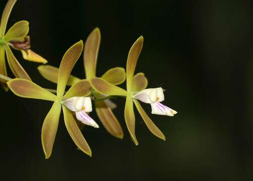 Image of Encyclia acutifolia Schltr.