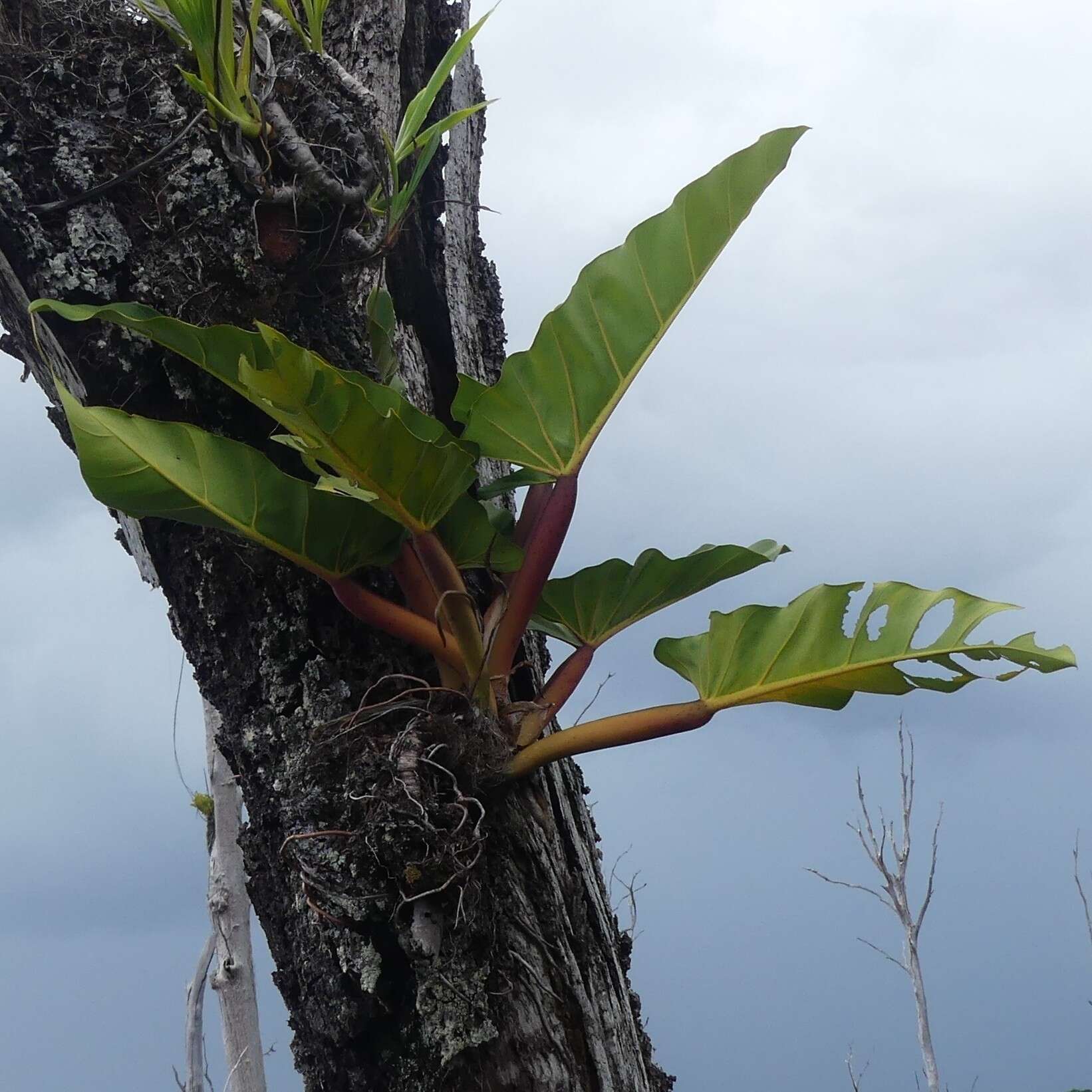 Image of Philodendron melinonii Brongn. ex Regel