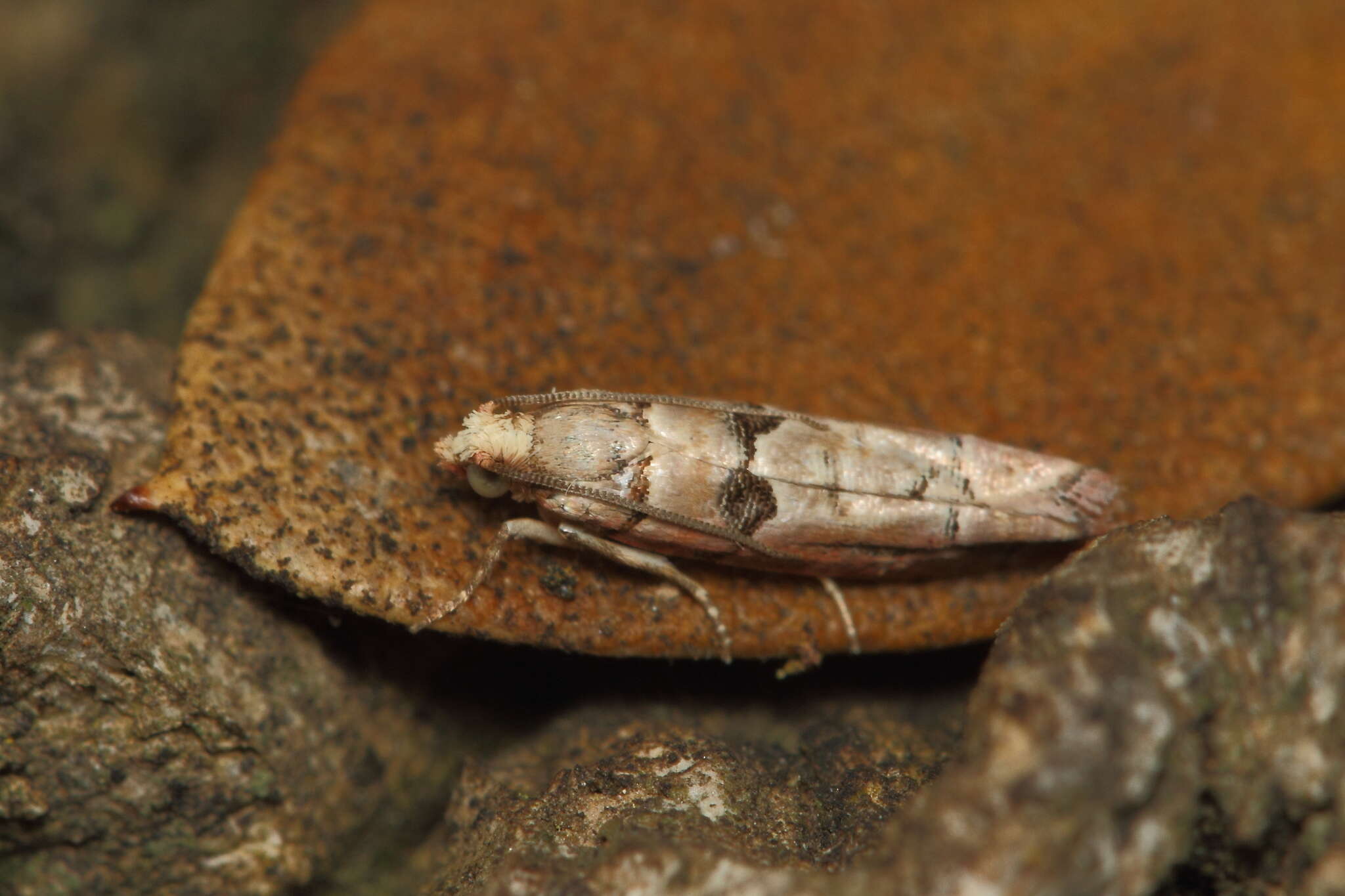 Image of Blastesthia tessulatana