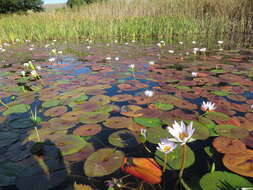 Image de Nénuphar bleu