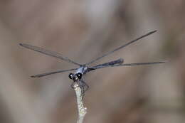 Image of azure flatwing