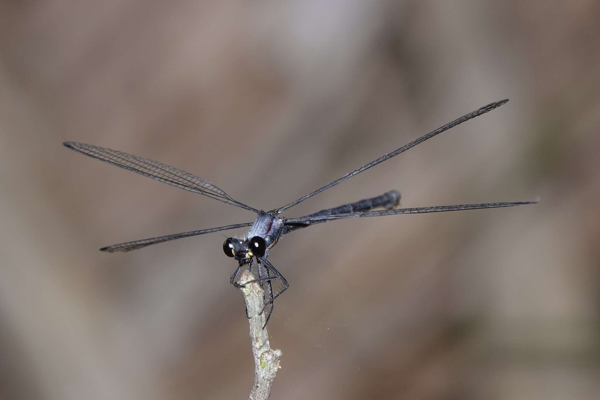 Image of azure flatwing