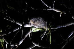 Image of Greater Hedgehog Tenrec