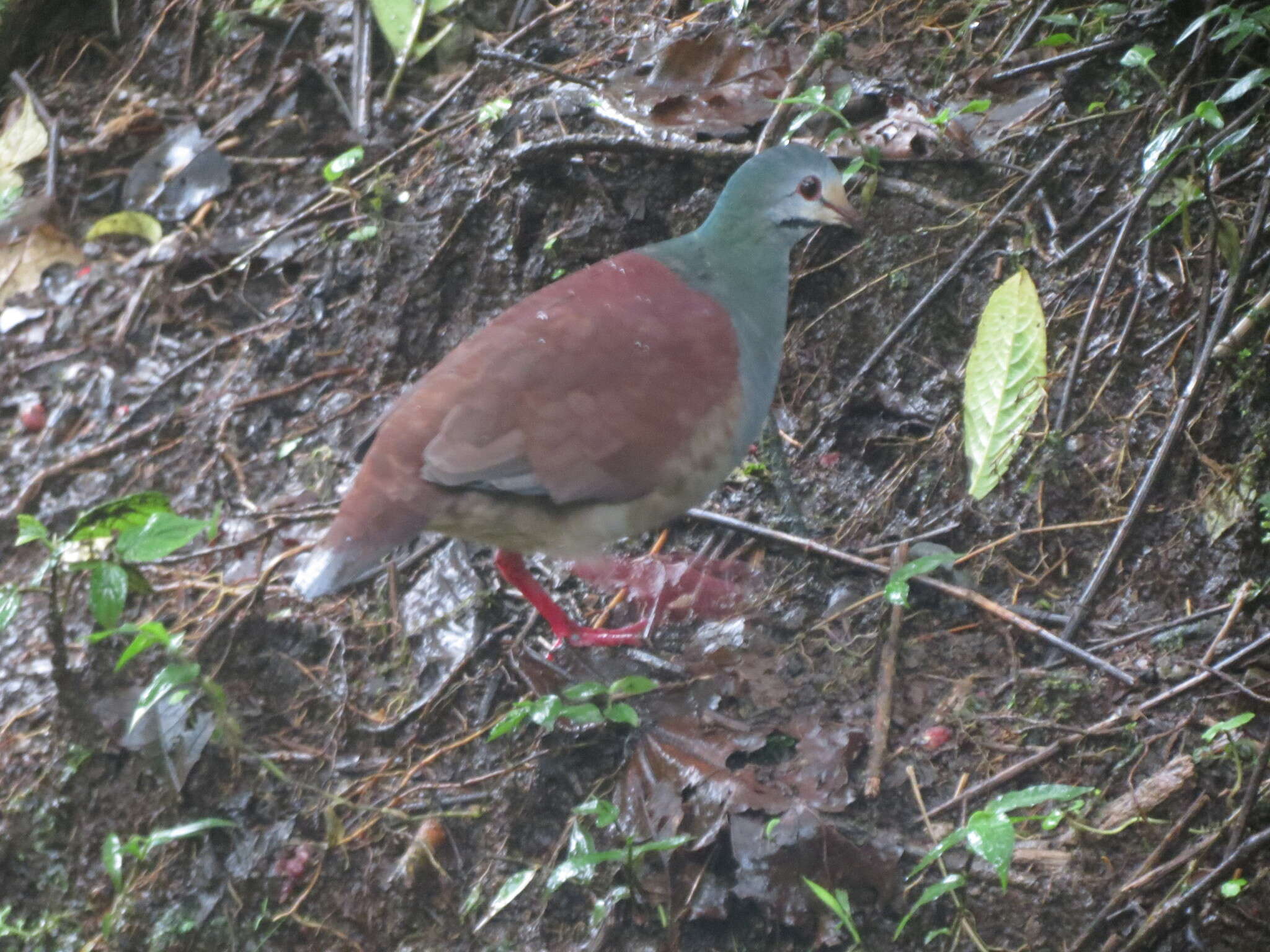 Image of Buff-fronted Quail-Dove