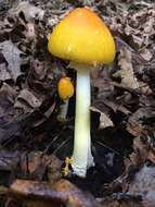 Image of Amanita flavoconia G. F. Atk. 1902