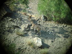 Image of Markhor