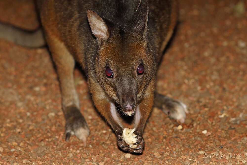 Image of Red-legged Pademelon