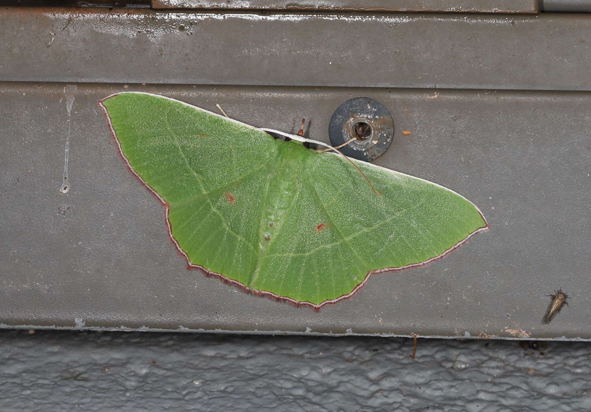 Sivun Chrysochloroma megaloptera Lower 1894 kuva