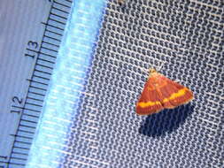 Image of Pyrausta pseuderosnealis Munroe 1976