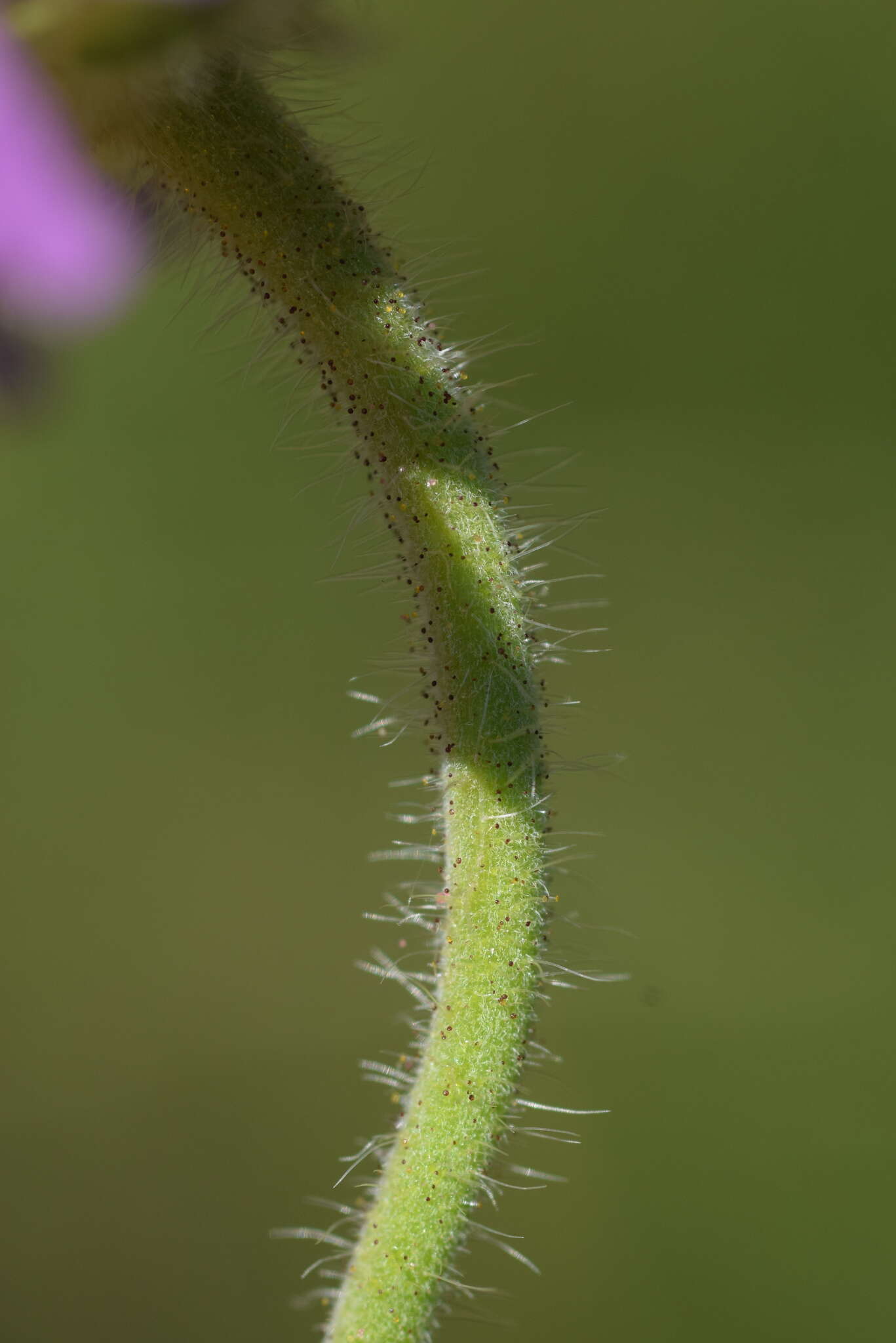 Image of Knautia transalpina (Christ) Briq.