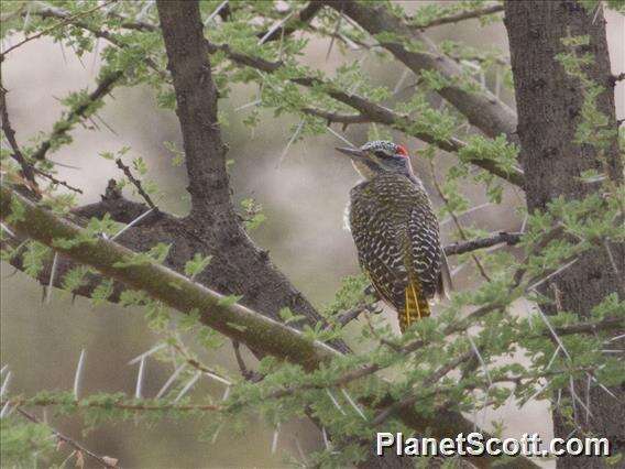 Image of Nubian Woodpecker