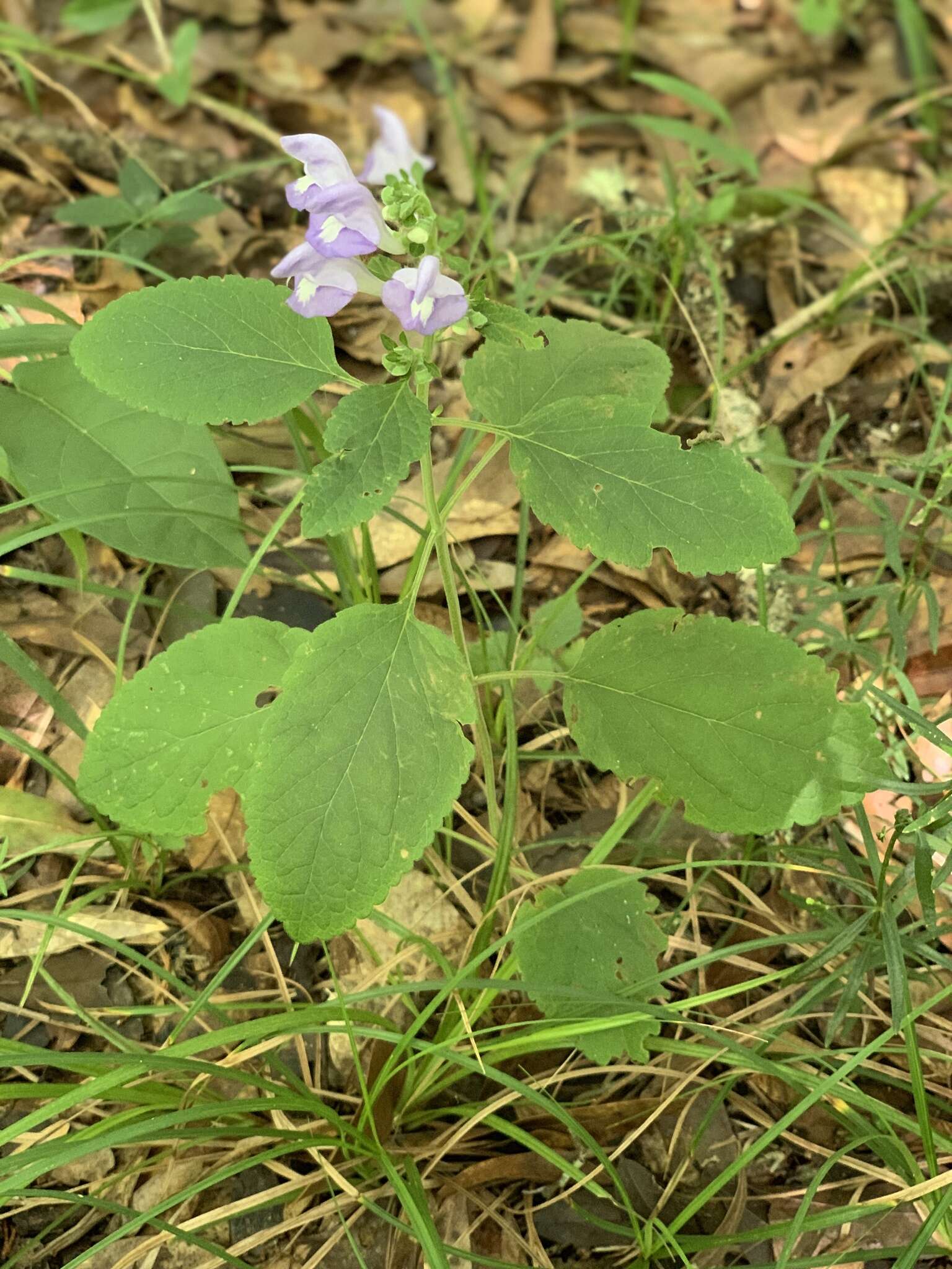 Image of Scutellaria mellichampii Small