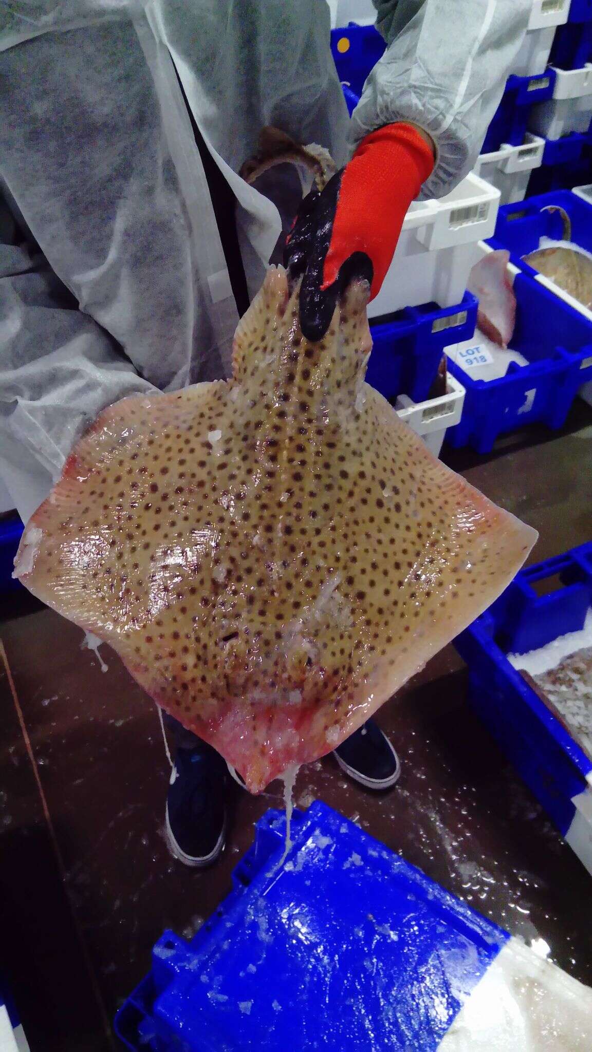 Image of Spotted Ray