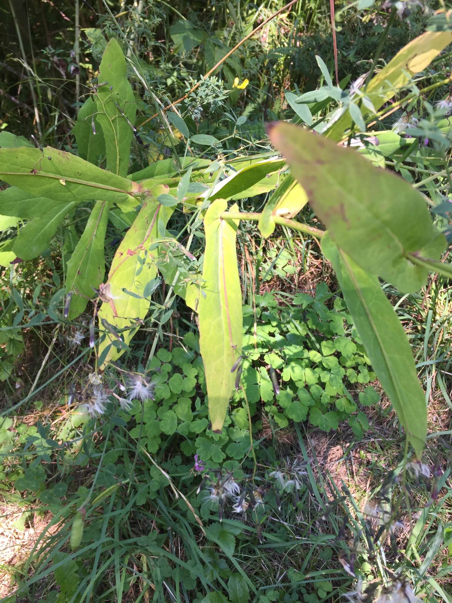 Image of rattlesnakeroot