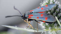 Image of Zygaena centaureae Fischer de Waldheim 1832