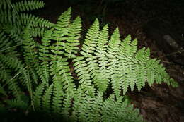 Image of Pteridium aquilinum subsp. aquilinum