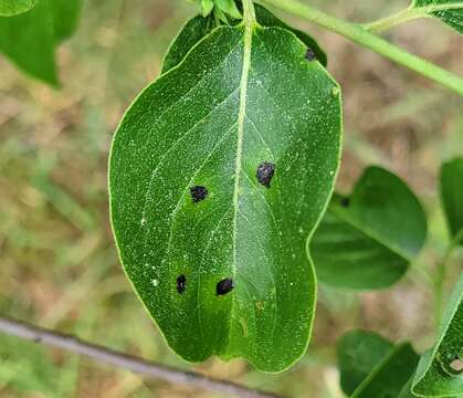 Sivun Pseudocercospora kaki Goh & W. H. Hsieh 1990 kuva