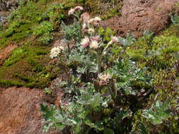 Image of arctic sweet coltsfoot