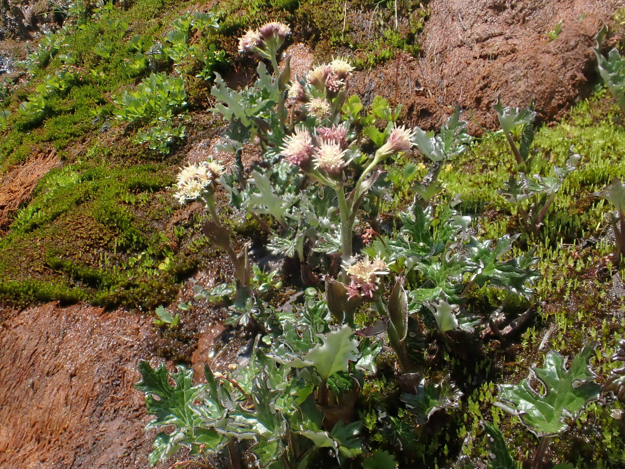 Imagem de Petasites frigidus subsp. frigidus