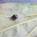 Image of Brachiacantha quadripunctata Melsheimer 1847