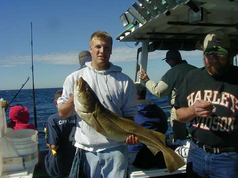 Image of Atlantic cod