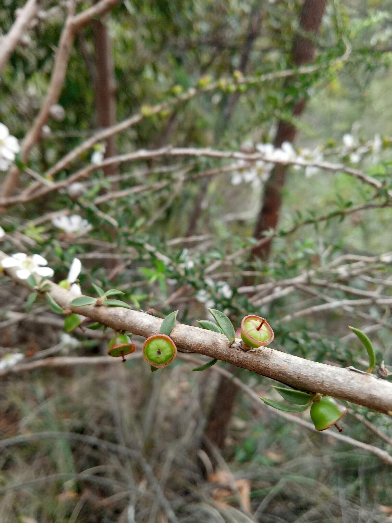 Слика од Leptospermum squarrosum Gaertn.