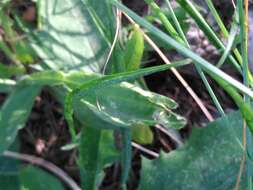 Image of Campanula rhomboidalis L.