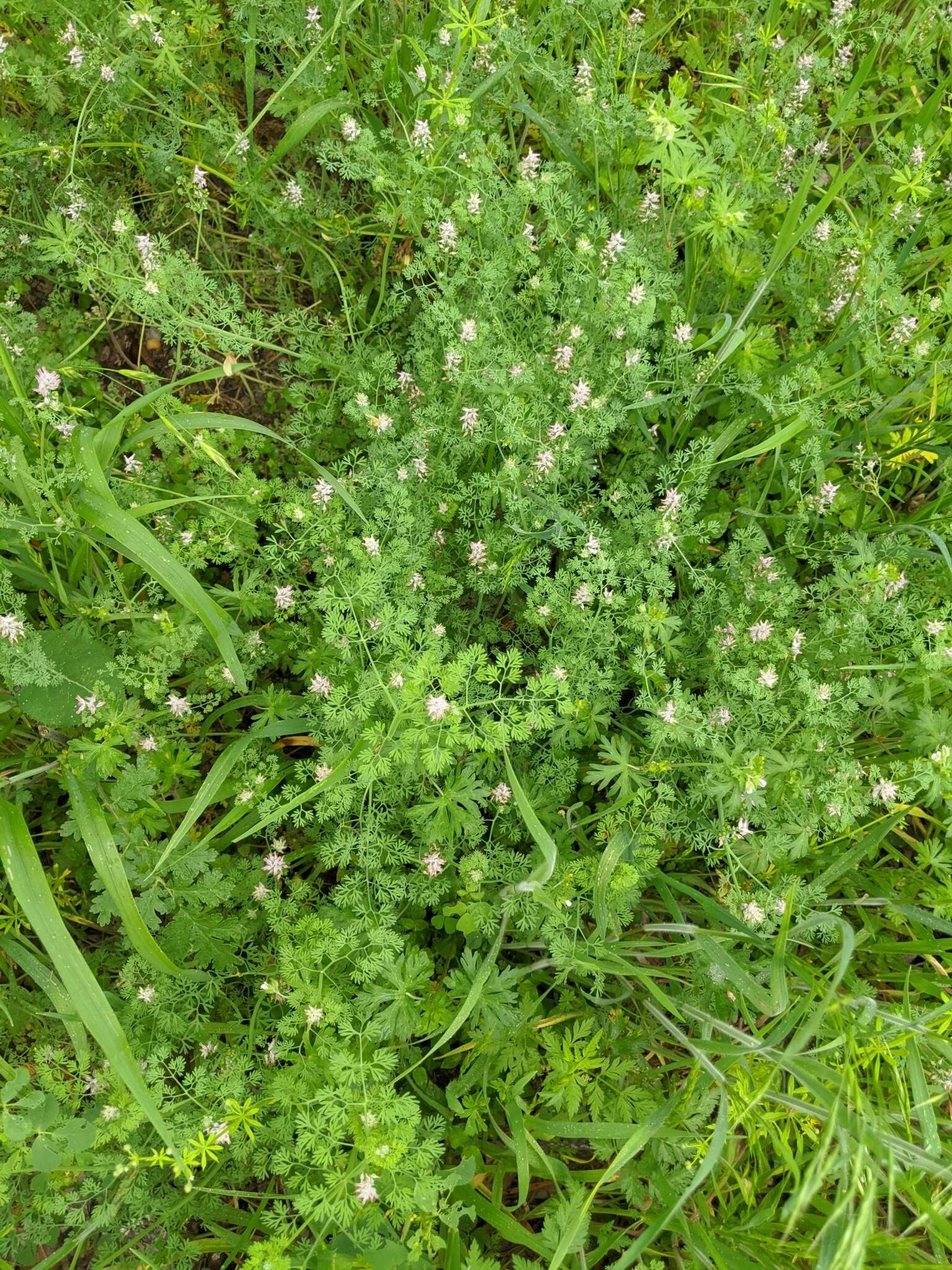 Image of Fumitory